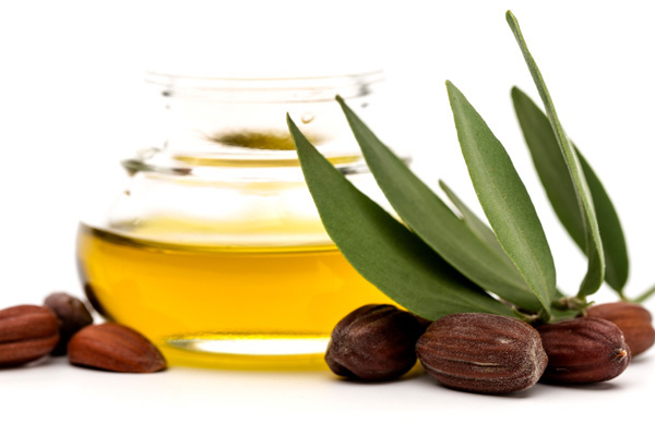 Jojobaöl in einem gläsernen Gefäß und danebenliegenden Früchten der Jojoba-Pflanze